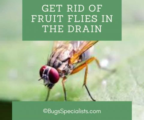 How To Get Rid Of Fruit Flies In Drain Pest Control Heroes   GET 480x402 