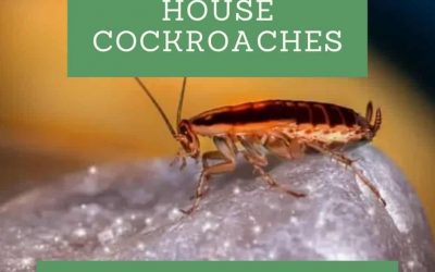 Types of House Cockroaches