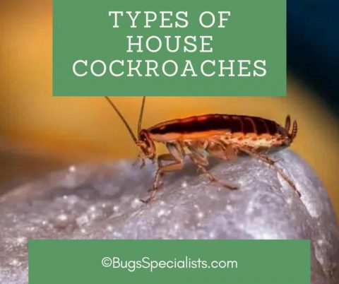Types of House Cockroaches - Pest Control Heroes