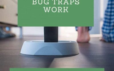 How Do Bed Bug Traps Work