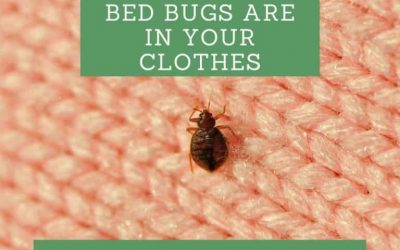How To Tell If Bed bugs Are in Your Clothes