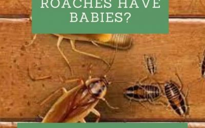 How do Roaches Have Babies?