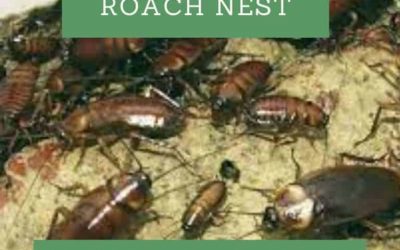 How to Find a Roach Nest