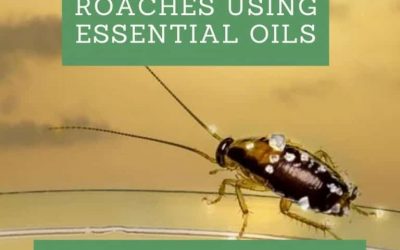 How to Get Rid of Roaches Using Essential Oils