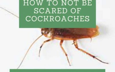 How to Not Be Scared of Cockroaches