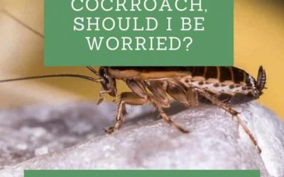 I Saw One Cockroach, Should I be Worried?