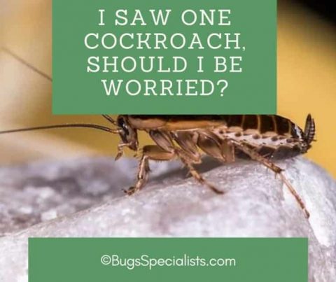 I Saw One Cockroach, Should I be Worried? - Pest Control Heroes