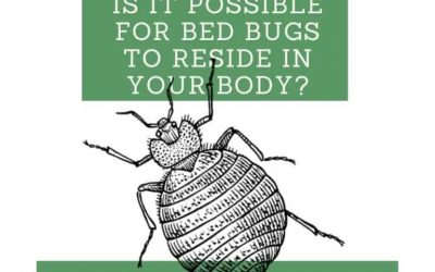 Is It Possible For Bed Bugs To Reside In Your Body?