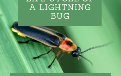 The Spellbinding Life Cycle Of A Lightning Bug