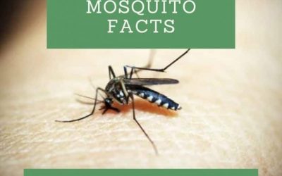 Interesting, Scary, Disgusting Mosquito Facts for Kids