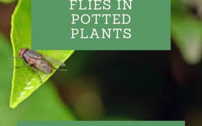 How to Get Rid of Flies in Potted Plants
