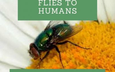 What Purpose Do Flies Serve?