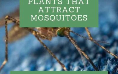 Plants that Attract Mosquitoes