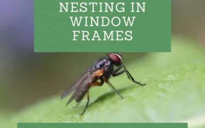 How to Stop Nesting Flies Nesting in Window Frames