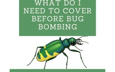 What Do I Need To Cover Before Bug Bombing