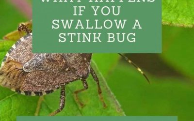 What Happens If You Swallow A Stink Bug