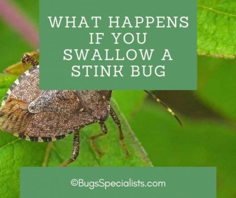 What Happens If You Swallow A Stink Bug - Pest Control Heroes