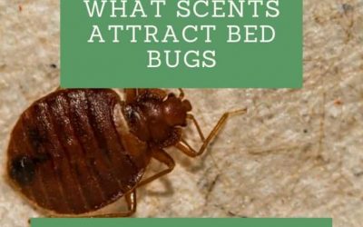 What Scents Attract Bed Bugs