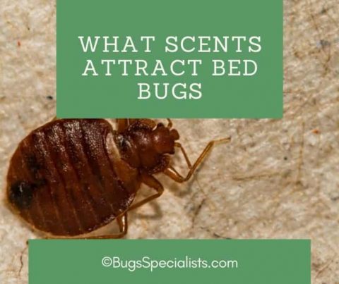 What Scents Attract Bed Bugs - Pest Control Heroes