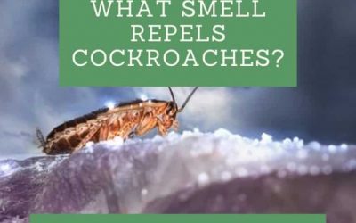 What Smell Repels Cockroaches?