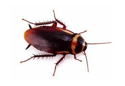 australian cockroach identification