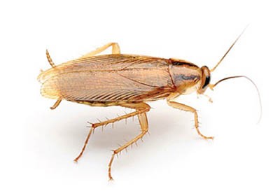 german cockroach identification