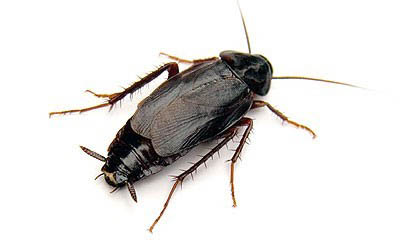 oriental cockroach identification