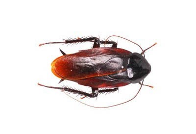 smokey brown cockroach identification