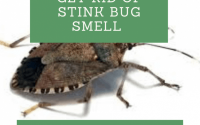 How To Get Rid Of Stink Bug Smell On The Skin