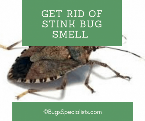 How To Get Rid Of Stink Bug Smell On The Skin - Pest Control Heroes