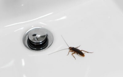 How to Stop Roaches from Coming Up The Drain In Sinks Or Showers