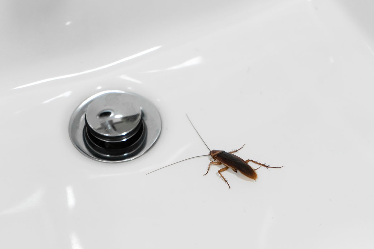Stop Cockroaches from Coming up the Drain