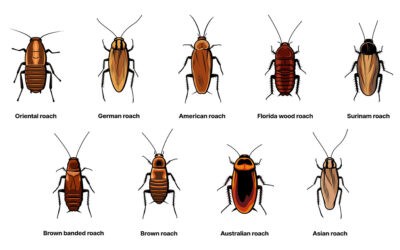 types of cockroaches in homes