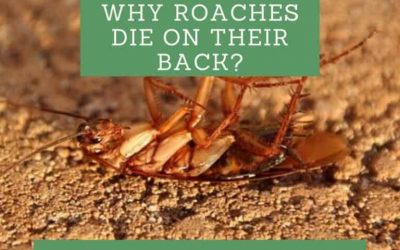 Ever Wonder Why Roaches Die On Their Back?