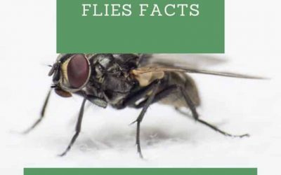 Flies Facts You Didn’t Know