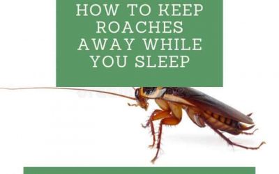 How To Keep Roaches Away While You Sleep