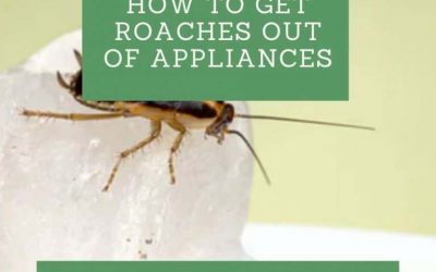 How to Get Roaches out of Appliances