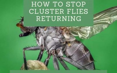 How to Stop Cluster Flies Returning