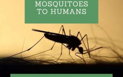 Benefits of Mosquitoes to Humans