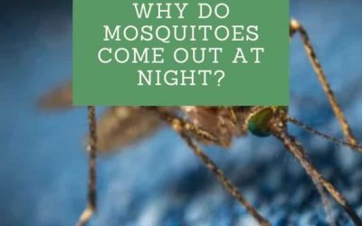Why Do Mosquitoes Come Out at Night?