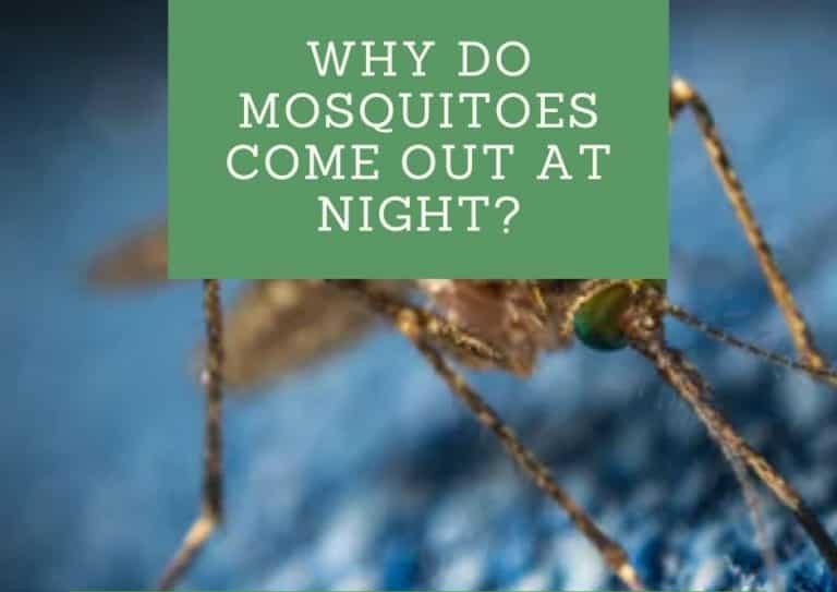 Why Do Mosquitoes Come Out At Night 