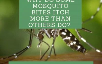 Why Do Some Mosquito Bites Itch More Than Others Do?