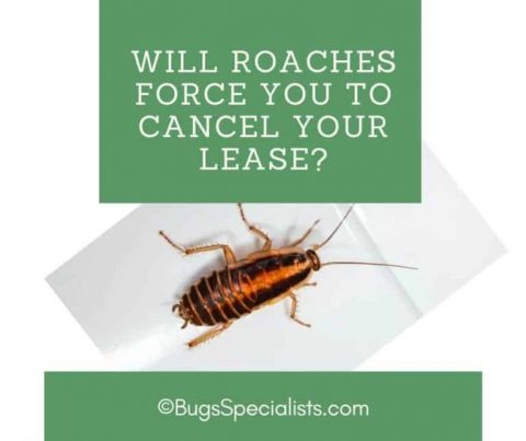 Can I Break My Lease Because Of Roaches In Texas