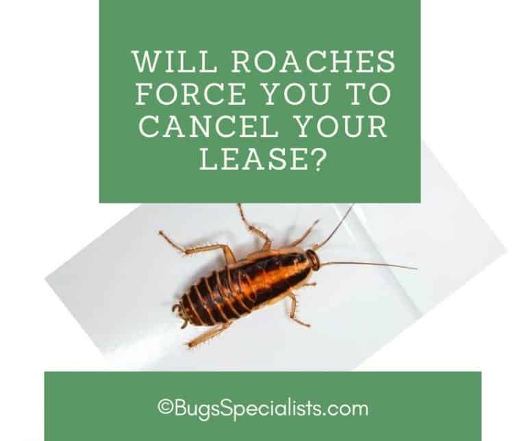 can-you-break-a-lease-because-of-roaches-pest-control-heroes