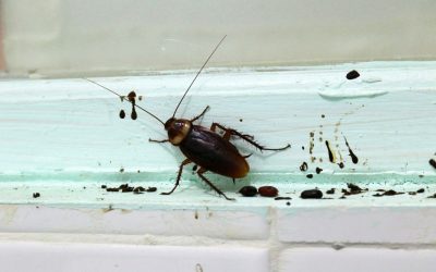 How To Spot And Clean Roach Droppings