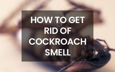 How To Get Rid Of Cockroach Smell