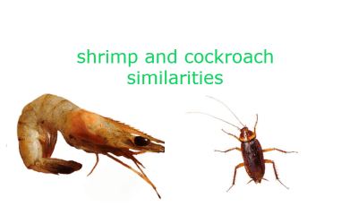 Are Shrimps Related To Cockroaches?