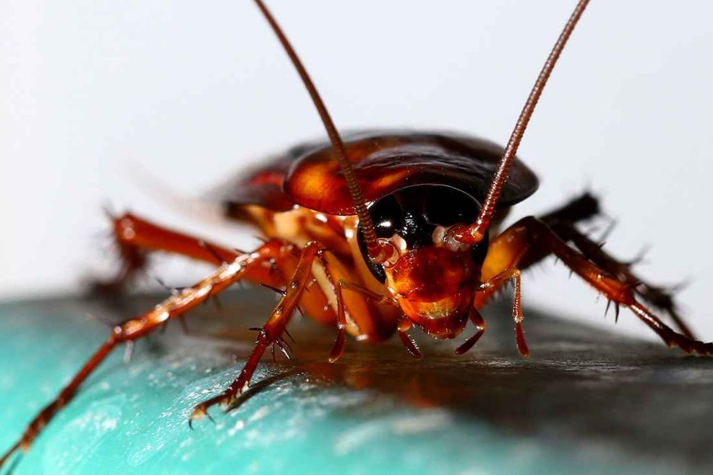 Newton cockroach control