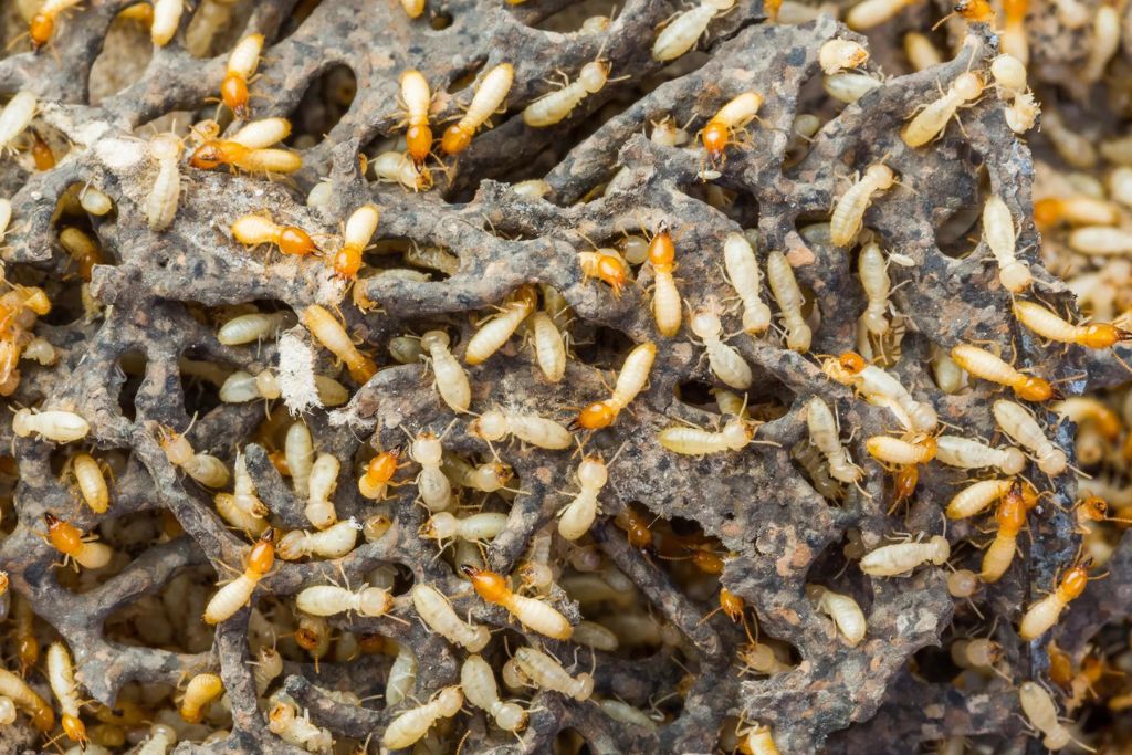 North Andover termite control