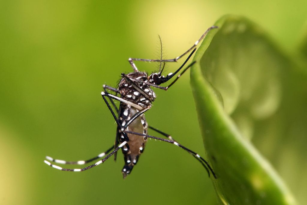 Manchester Township mosquito control